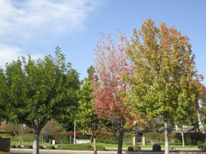 Trees